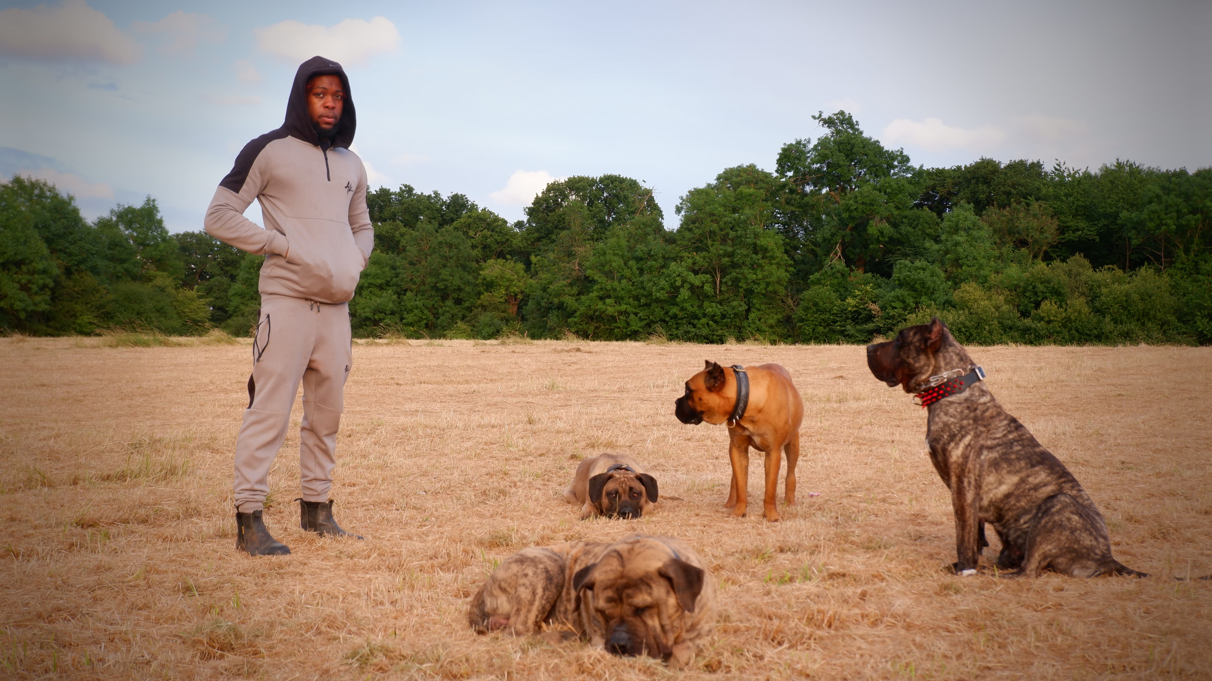 Gavin with mastiff dogs - NextGen Mastiff Training