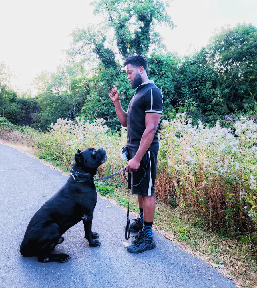 Gavin NextGen Mastiff Training - Mastiff and Cane Corso specialist trainer Worcestershire West Midlands