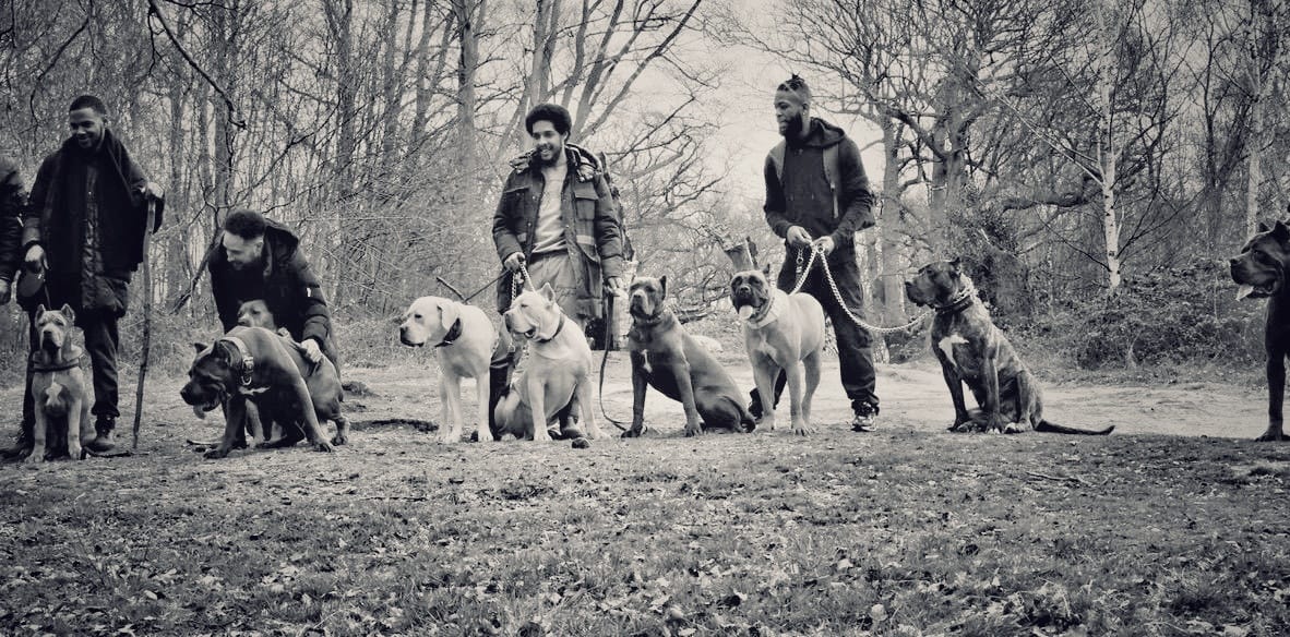NextGen Mastiff Training - Gavin with mastiffs